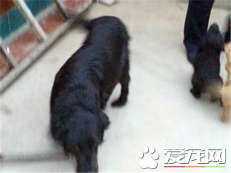平毛尋回犬好不好養 是非常好養的狗狗品種