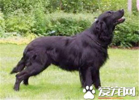 平毛尋回犬好不好養 是非常好養的狗狗品種