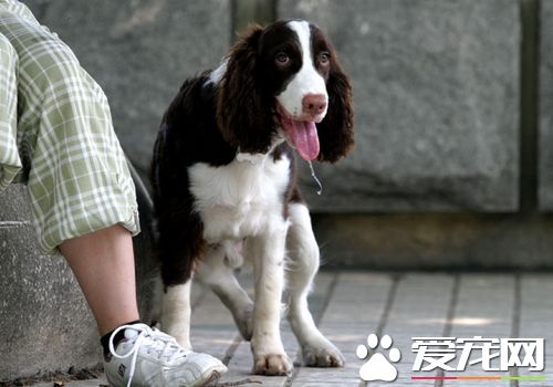 如何養好史賓格犬 要定時定量喂養史賓格犬