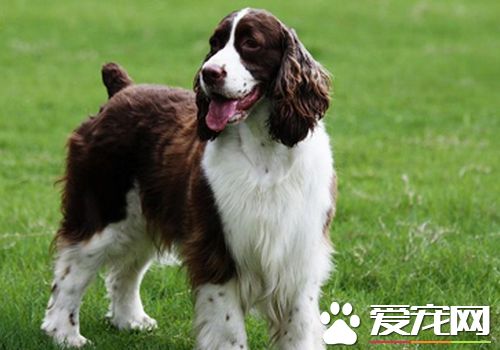如何養好史賓格犬 要定時定量喂養史賓格犬