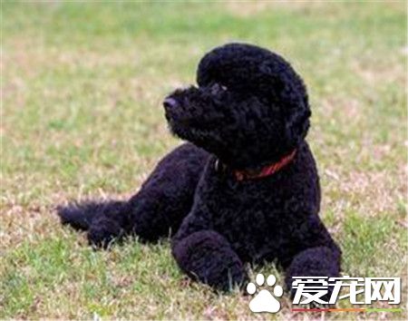 葡萄牙水犬可以看家嗎 適合在水中工作的一種狗狗