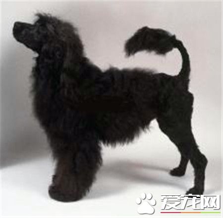 葡萄牙水犬可以看家嗎 適合在水中工作的一種狗狗