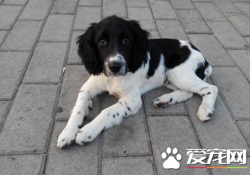 如何養好史賓格犬 要定時定量喂養史賓格犬