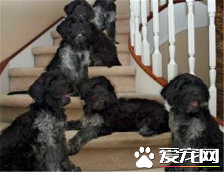 葡萄牙水犬可以看家嗎 適合在水中工作的一種狗狗