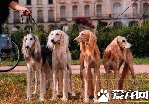 薩路基和格力犬那個好 薩路基的外觀比較好看