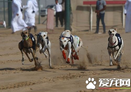薩路基和格力犬那個好 薩路基的外觀比較好看