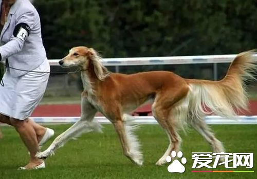薩路基和格力犬那個好 薩路基的外觀比較好看