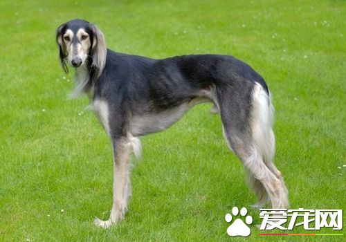 薩路基獵犬體味程度 薩路基獵犬體味程度適中
