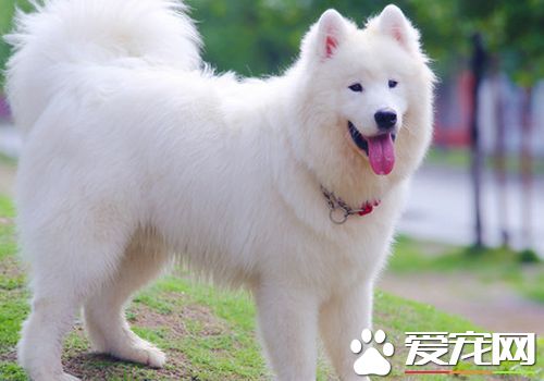 薩摩耶犬會看家嗎 對比其他寵物來說適合看家