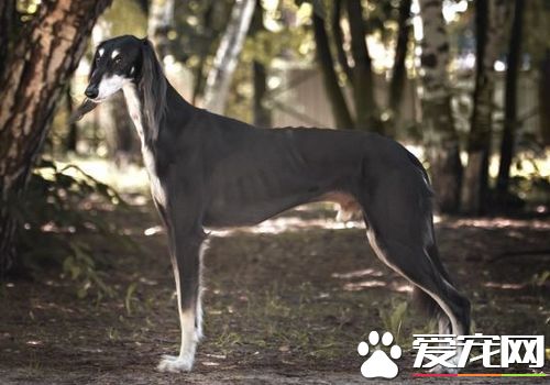 薩路基獵犬體味程度 薩路基獵犬體味程度適中