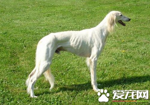 薩路基獵犬體味程度 薩路基獵犬體味程度適中