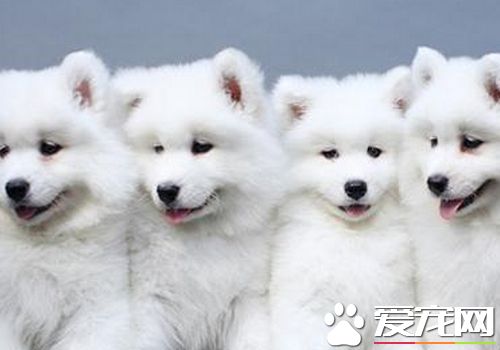薩摩耶犬會看家嗎 對比其他寵物來說適合看家