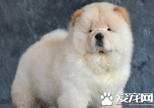 松獅犬打架厲害嗎 松獅犬可以長時間的打架戰斗