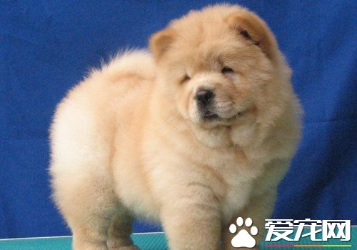 松獅犬打架厲害嗎 松獅犬可以長時間的打架戰斗