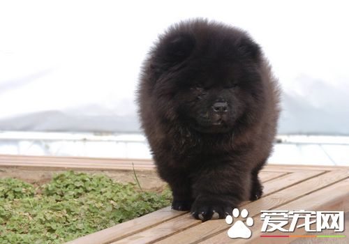 松獅犬打架厲害嗎 松獅犬可以長時間的打架戰斗