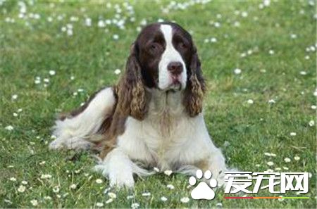 史賓格犬追鳥 史賓格犬追鳥是一種狗狗的本能