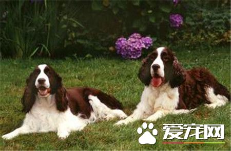 史賓格犬追鳥 史賓格犬追鳥是一種狗狗的本能