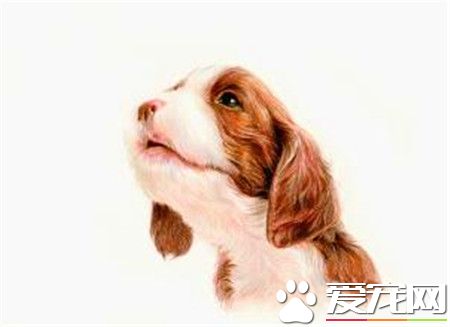 史賓格犬追鳥 史賓格犬追鳥是一種狗狗的本能
