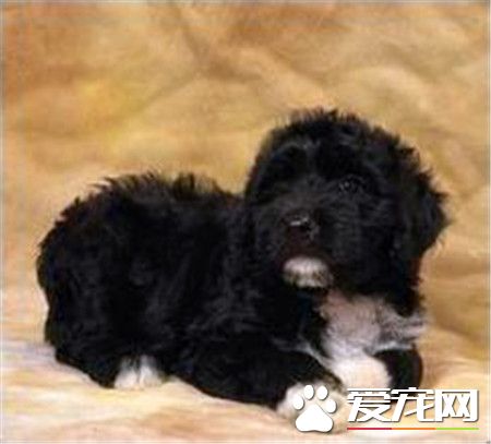 葡萄牙水犬是貴賓嗎 這是兩種不同類型的狗狗