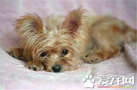 絲毛梗比約克夏便宜嗎 約克夏要比絲毛梗貴一些