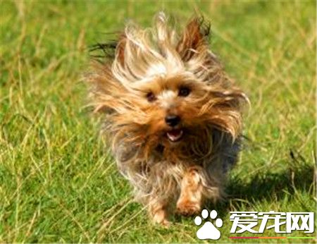 絲毛梗比約克夏便宜嗎 約克夏要比絲毛梗貴一些