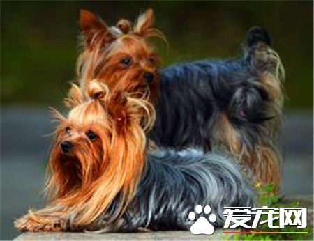 絲毛梗比約克夏便宜嗎 約克夏要比絲毛梗貴一些