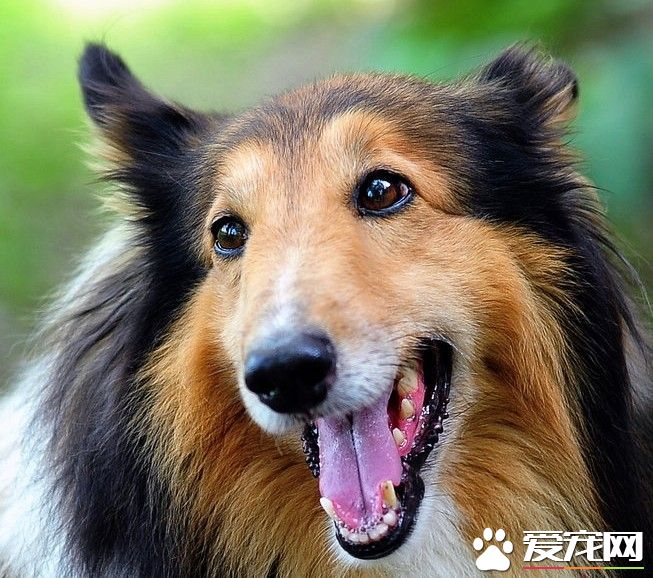 蘇格蘭牧羊犬跑的快嗎 蘇牧可以每小時四十公裡