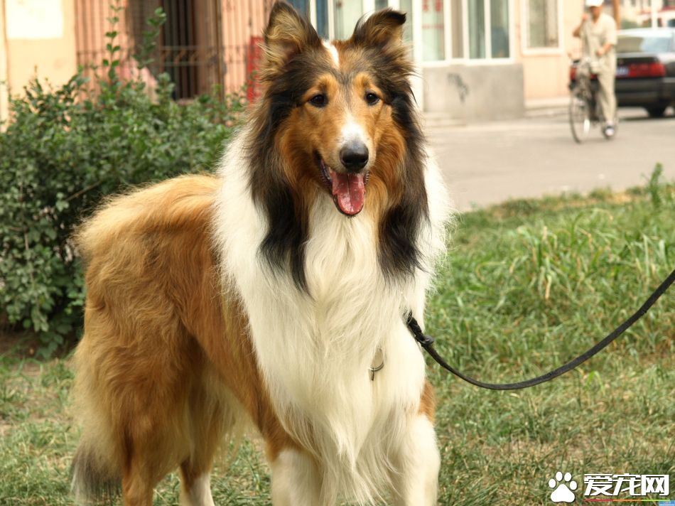 蘇格蘭牧羊犬跑的快嗎 蘇牧可以每小時四十公裡