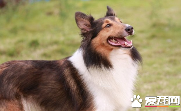蘇格蘭牧羊犬跑的快嗎 蘇牧可以每小時四十公裡