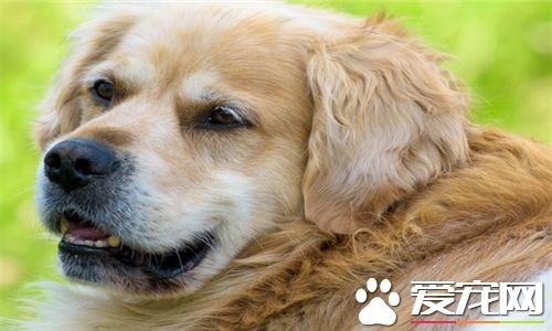金毛尋回犬體味程度 金毛犬的體味非常重