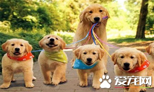 金毛尋回犬體味程度 金毛犬的體味非常重