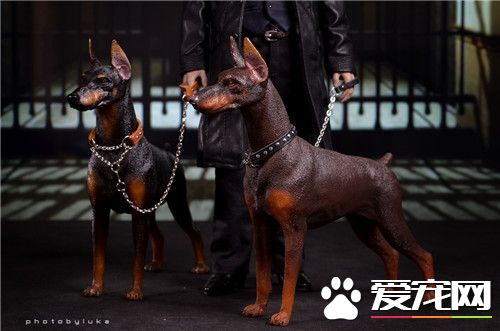 杜賓犬打架厲害嗎 是比較凶猛好戰的一類狗
