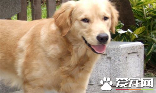 金毛尋回犬體味程度 金毛犬的體味非常重