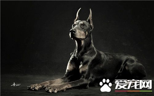 杜賓犬打架厲害嗎 是比較凶猛好戰的一類狗