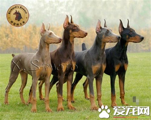 杜賓犬打架厲害嗎 是比較凶猛好戰的一類狗