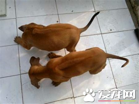羅得西亞脊背犬戰斗力 相對於其它狗狗戰斗力差點