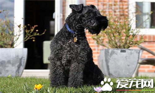 凱利藍梗優缺點 凱利藍梗善於訓服精於勞作