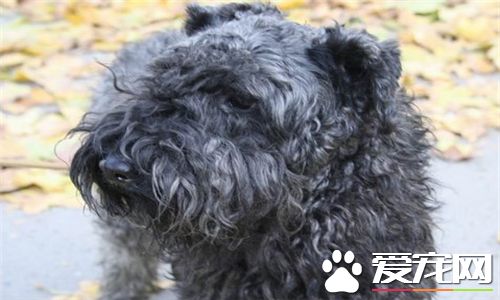 凱利藍梗優缺點 凱利藍梗善於訓服精於勞作