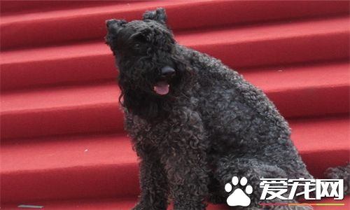 凱利藍梗優缺點 凱利藍梗善於訓服精於勞作