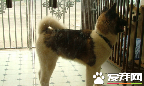 美系秋田犬長多高 公犬肩高在66到71厘米