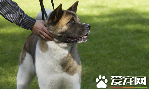 美系秋田犬長多高 公犬肩高在66到71厘米