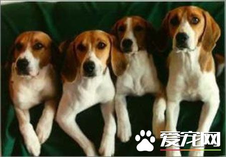 哈利犬和什麼狗較像 哈利犬與比格犬看起來很像