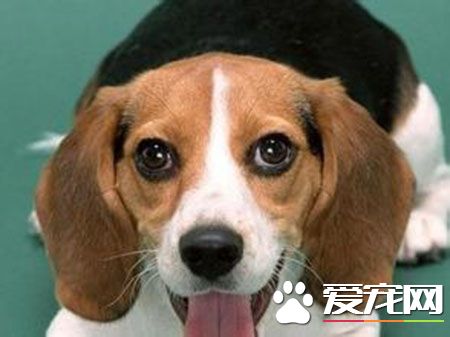 哈利犬和什麼狗較像 哈利犬與比格犬看起來很像