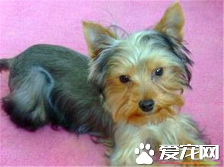 絲毛梗可以喝牛奶嗎 最好不要喂狗狗喝鮮奶