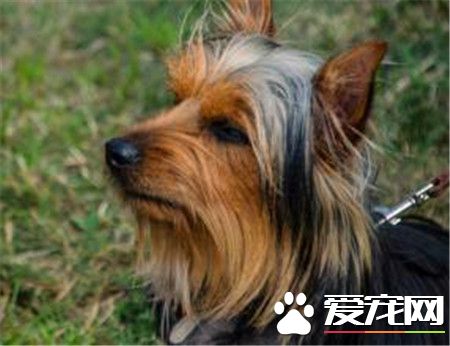 絲毛梗掉毛程度 絲毛梗一般都是較少掉毛