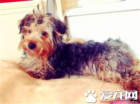 絲毛梗可以喝牛奶嗎 最好不要喂狗狗喝鮮奶