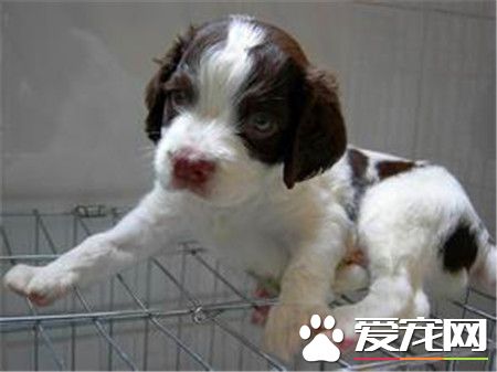 史賓格犬專長是干什麼 史賓格犬的專長是狩獵
