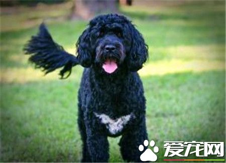 葡萄牙水犬能養到多大 公犬體重19到27公斤