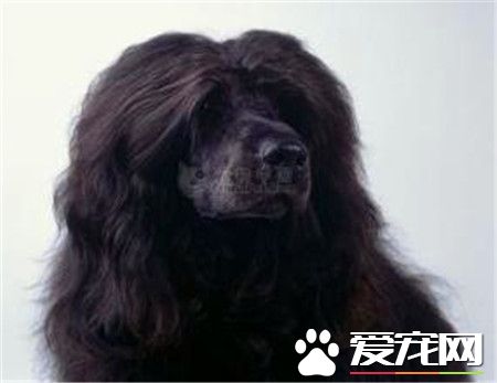 葡萄牙水犬能養到多大 公犬體重19到27公斤