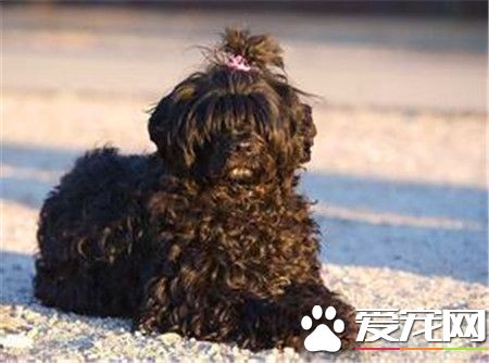 葡萄牙水犬能養到多大 公犬體重19到27公斤